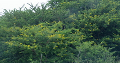 Vachellia karroo
