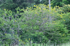 Vachellia karroo