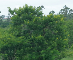 Vachellia karroo