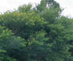 Vachellia karroo