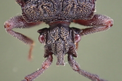 Brachyrhynchus membranaceus