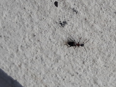 Anthelephila pedestris