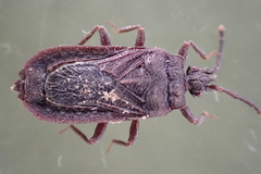 Brachyrhynchus membranaceus