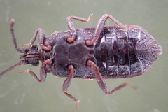 Brachyrhynchus membranaceus