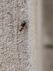 Anthelephila pedestris