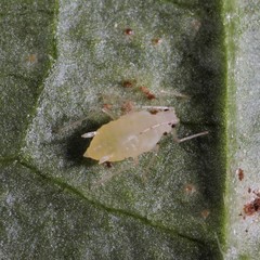 Hyperomyzus lampsanae