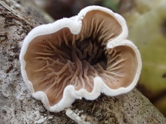 Schizophyllum amplum