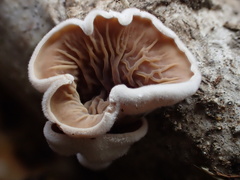 Schizophyllum amplum