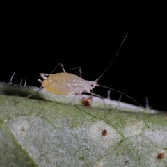 Hyperomyzus lampsanae