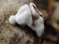 Schizophyllum amplum