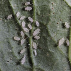 Hyperomyzus lampsanae