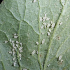 Hyperomyzus lampsanae