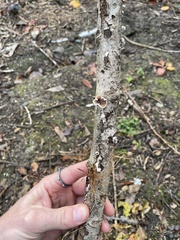 Schizophyllum amplum