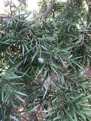 Afrocarpus gracilior