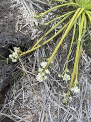 Lithophila radicata