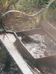 Pipilo maculatus oregonus