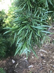 Afrocarpus gracilior