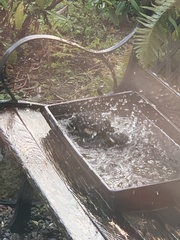 Pipilo maculatus oregonus