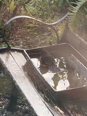 Pipilo maculatus oregonus