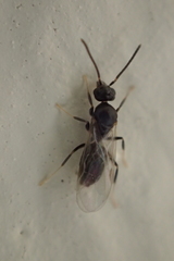 Dorymyrmex antillanus