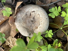 Agaricus