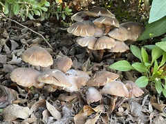 Armillaria mellea