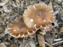 Armillaria mellea