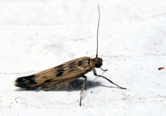 Scythris limbella