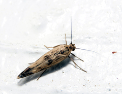 Scythris limbella