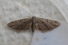 Eupithecia oxycedrata