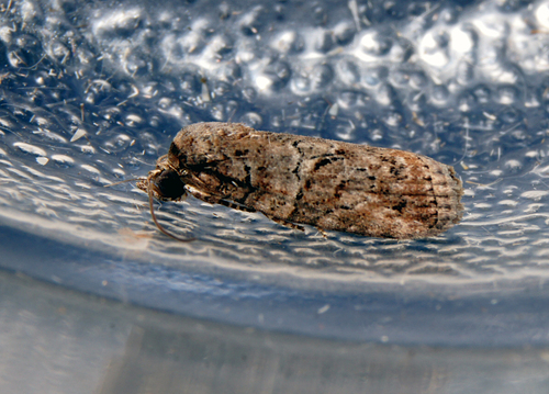 Black-olive Caterpillar Moth photo 6