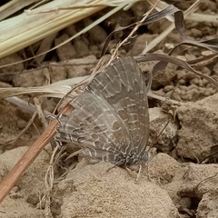 Dapidodigma demeter demeter