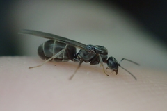 Dorymyrmex antillanus