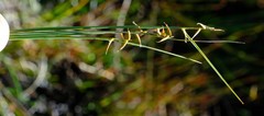 Carex killickii
