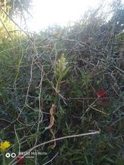 Rumex aeroplaniformis