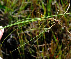 Carex killickii