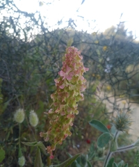 Rumex aeroplaniformis