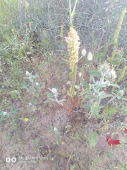 Rumex aeroplaniformis