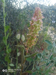 Rumex aeroplaniformis