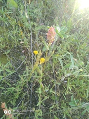 Rumex aeroplaniformis