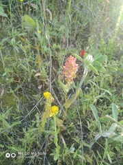 Rumex aeroplaniformis