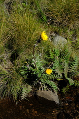 Berkheya macrocephala