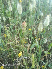 Rumex aeroplaniformis