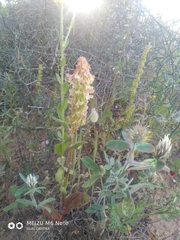 Rumex aeroplaniformis