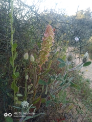 Rumex aeroplaniformis