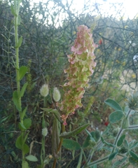 Rumex aeroplaniformis