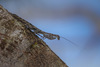 Balderson's Treerunner Mantis - Photo (c) Fran Wiesner, some rights reserved (CC BY-NC-ND), uploaded by Fran Wiesner