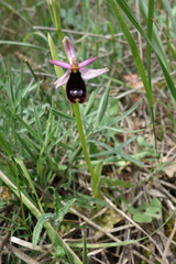 Ophrys bertolonii