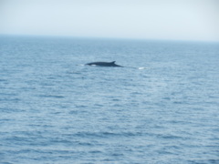 Balaenoptera physalus