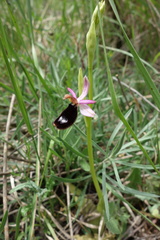 Ophrys bertolonii